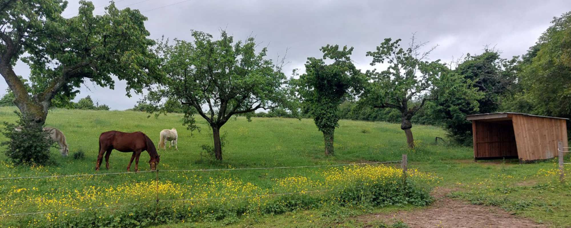 Stage Arc en Ciel - Centre Équestre de Morancé
