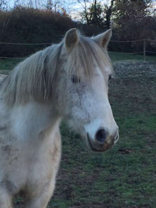 Poney confié au club, calin et malin ! Si on l'oublie, il fait tout pour qu'on revienne. A poney, il est gentil, mais sans bon guidage... il file voir ses copines !!