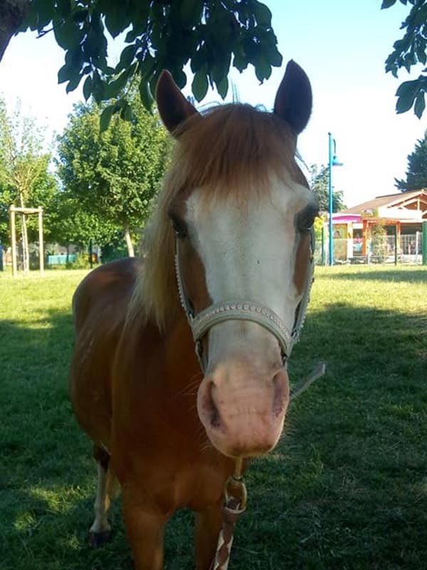 Elle est la mamie de nos poneys, douce, patiente, calme et rassurante cette ponette est toujours partante pour un calin.