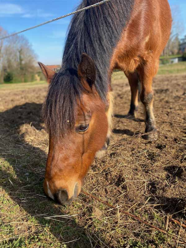 Le plus curieux et très joueur. Toujours en train de chercher de nouvelles choses ! Adore les sauts d'obstacles et gagne des concours !