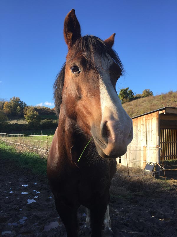 Ponette pleine d'énergie qui adore travailler. Un peu délicate, elle nécessite un cavalier sérieux.