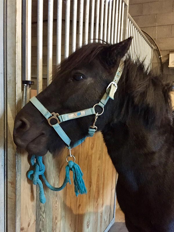 Ponnette gourmande et très douce qui adore manger. Gentille mais sait être très énergique quand on le lui demande.