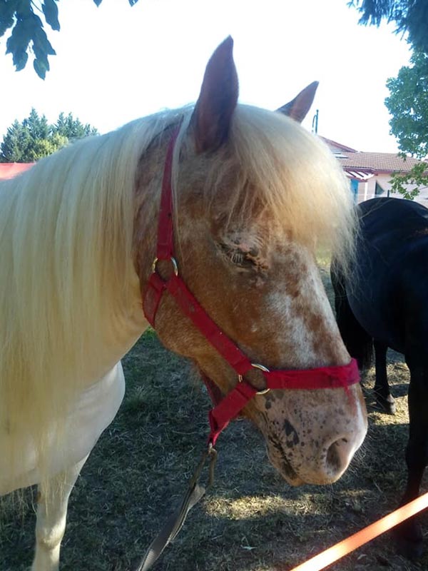 Cette ponette est toujours partante pour une bonne séance car elle déborde d'énergie.