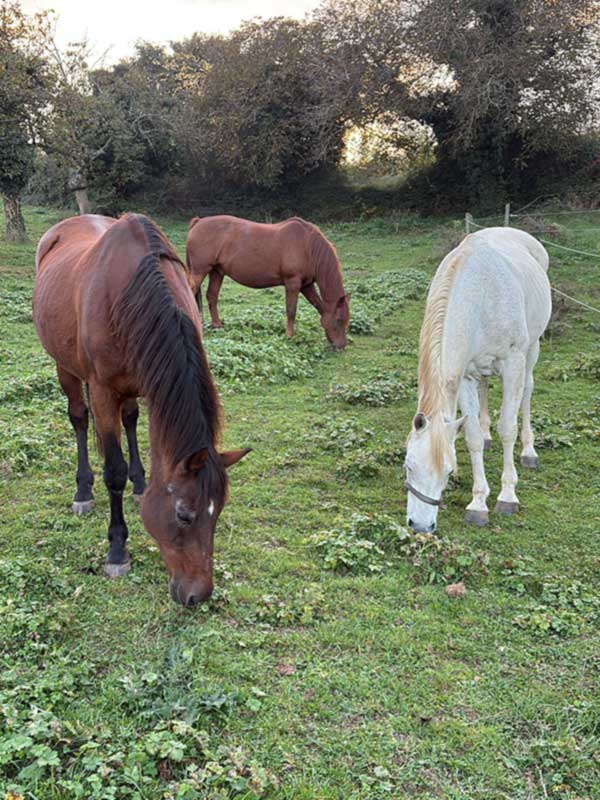 Ponnette très calme, de petit format, donc très adaptée pour les enfants. Convient aussi bien aux petits et aux grands niveaux enfants