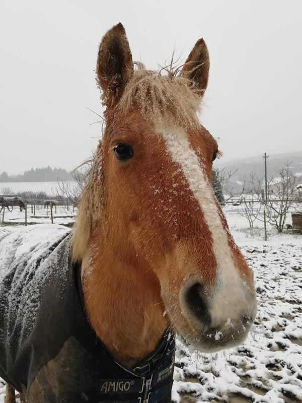 Jument solide au caractère serein, idéale pour les cavaliers de différents niveaux. Elle adore aussi les concours.