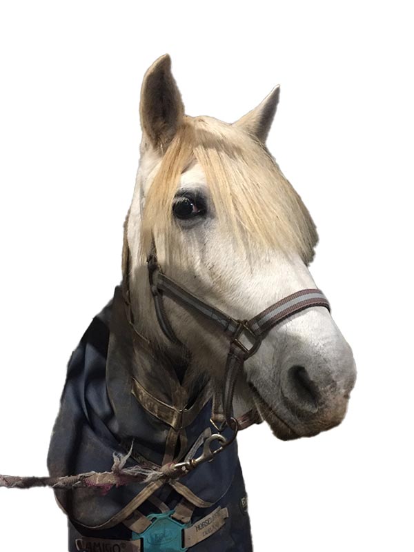 Jument calme. Elle adore les calins et cherche toujours à faire plaisir à son cavalier.